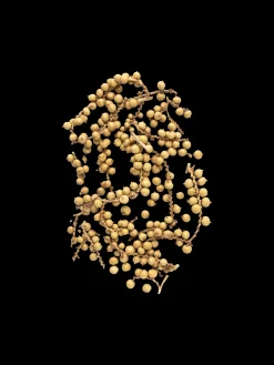 Dekorative Peberfrugter