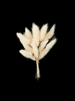 Tørret Harehalegræs Til DIY